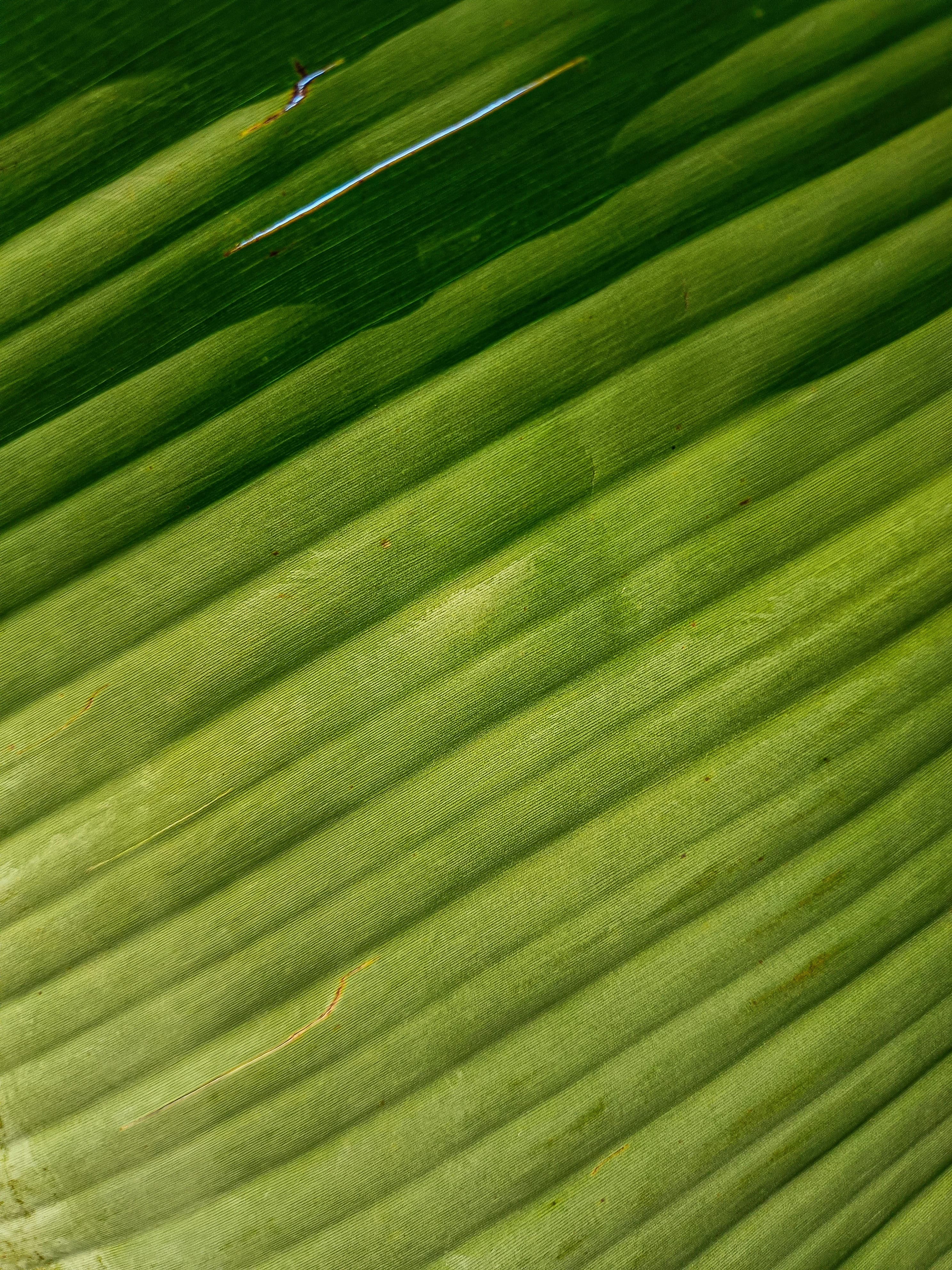 Zoomed in picture of leaf